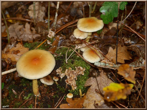 Hypholomes Stérée sur tronc moussu en forêt sur le Bassin d'Arcachon