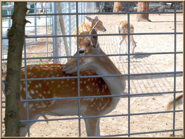 Daims dans leur enclos, Zoo du Bassin d'Arcachon, La Teste de Buch (33)