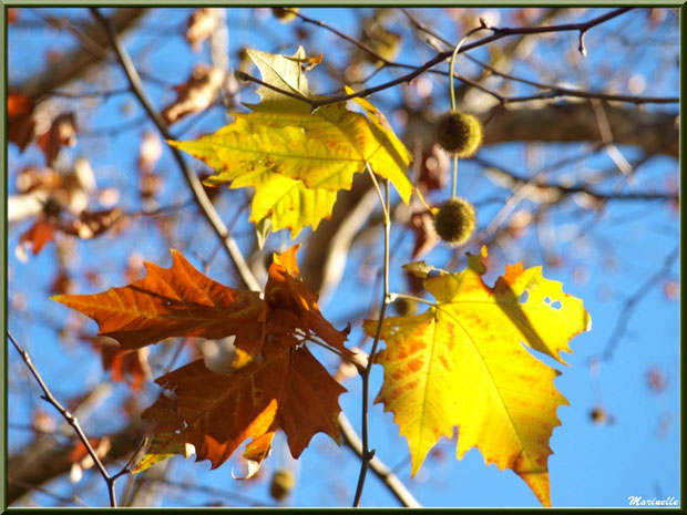 Feuilles de platane automnal et ses bogues au soleil, forêt sur le Bassin d'Arcachon (33)