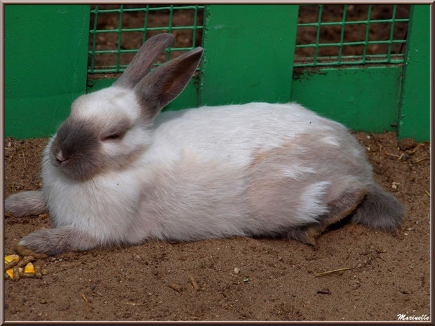 Lapin, Parc de la Coccinelle, mini-ferme à Gujan-Mestras, Bassin d’Arcachon (33) 