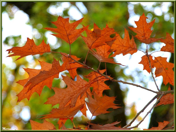 Feuilles de chêne automnal, forêt sur le Bassin d'Arcachon (33) 