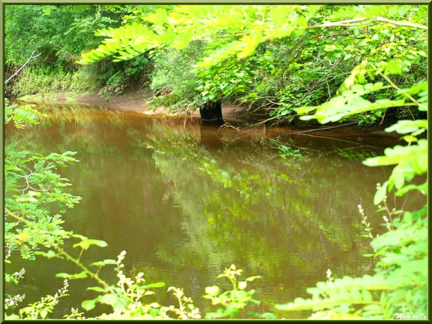 Végétation luxuriante et reflets en bordure de La Leyre, Sentier du Littoral au lieu-dit Lamothe, Le Teich, Bassin d'Arcachon (33) 