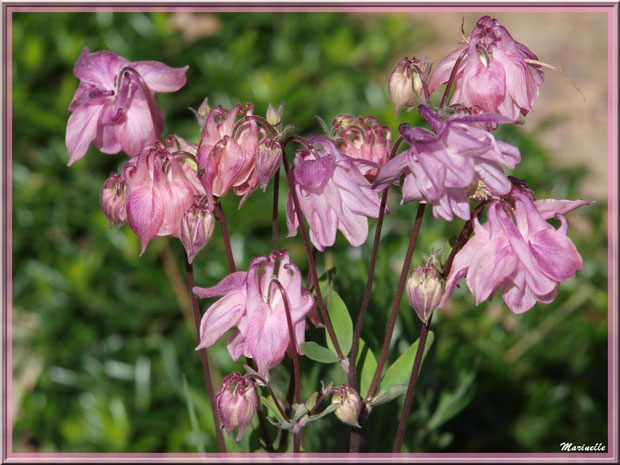 Ancolies roses au jardin