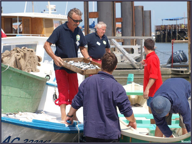 Déchargement des cagettes de sardines - Fête du Retour de la Pêche à la Sardine 2014 à Gujan-Mestras, Bassin d'Arcachon (33) 