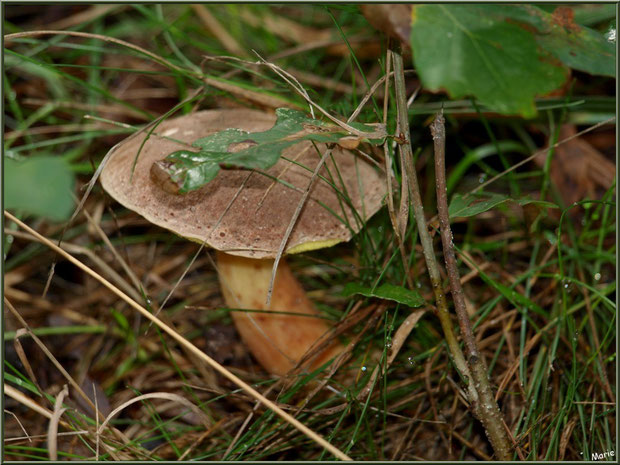 Bolet bai en forêt sur le Bassin d'Arcachon