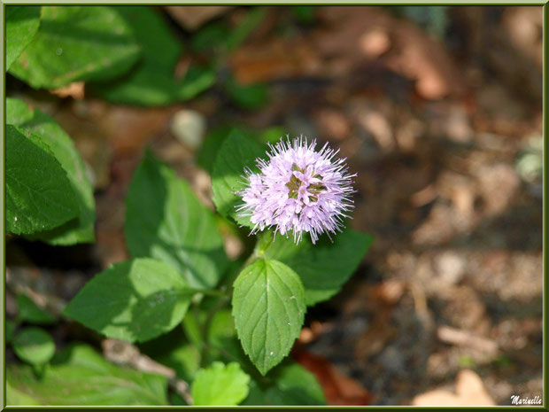 Menthe sauvage en fleur au Parc de la Chêneraie à Gujan-Mestras (Bassin d'Arcachon)