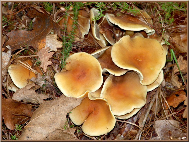 Hypholomes en Touffe épanouis en forêt sur le Bassin d'Arcachon