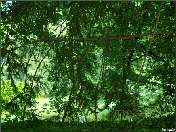 Le sentier de la Vallée du Bas : on devine le Grand Etang derrière les arbres - Les Jardins du Kerdalo à Trédarzec, Côtes d'Armor (22)