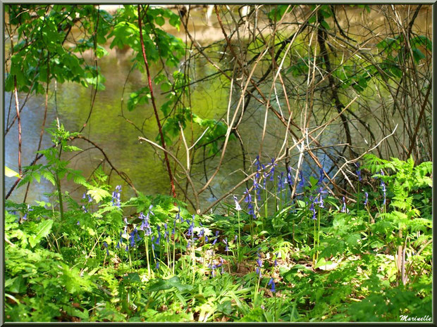 Jacinthes des bois et reflets en bordure de La Leyre, Sentier du Littotal au lieu-dit Lamothe, Le Teich, Bassin d'Arcachon (33)