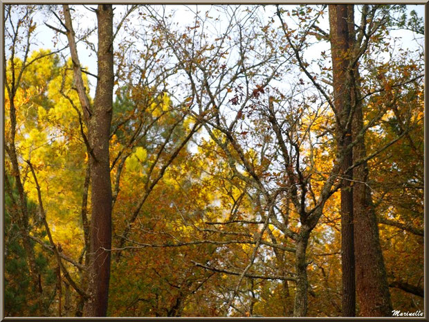 Concerto de chênes et de pins en automne, forêt sur le Bassin d'Arcachon (33) 