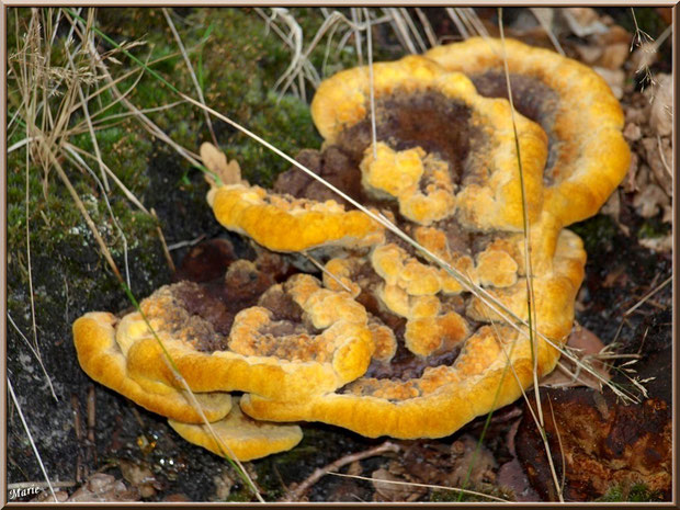 Phéole de Schweinitz en forêt du Bassin d'Arcachon