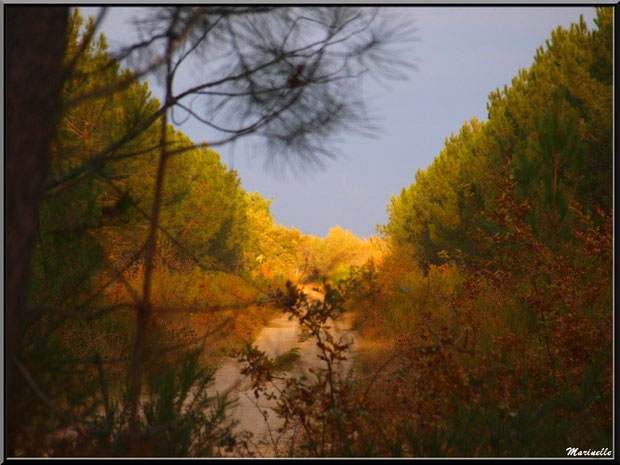 Soleil couchant en forêt automnale sur le Bassin d'Arcachon (33)