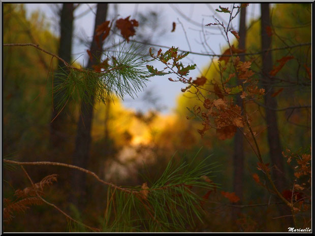 Branches de chêne et pin ave fougères en automne sur fond de soleil couchant, forêt sur le Bassin d'Arcachon (33)