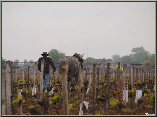 "Cheval des Vignes"au labour dans un vignoble à St Sulpice de Faleyrens (33) en avril 2012 