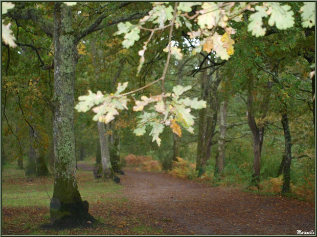 Un jour de pluie automnale, un des sentier en longeant le Canal des Landes au Parc de la Chêneraie à Gujan-Mestras (Bassin d'Arcachon)