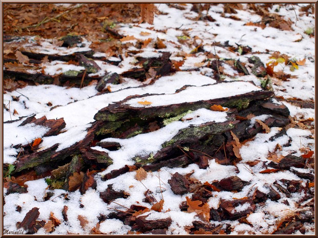 Reste de manteau neigeux, forêt sur le Bassin d'Arcachon (33)