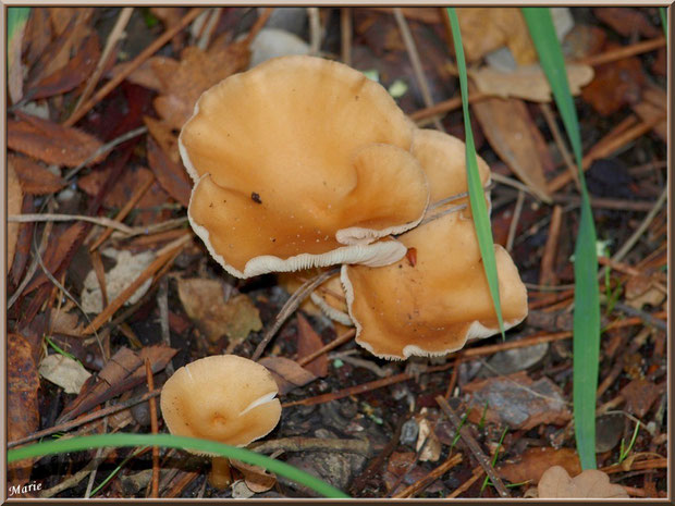 Clitocybes en Entonnoir en forêt sur le Bassin d'Arcachon