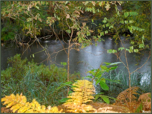 Végétation automnale en bordure du Canal des Landes au Parc de la Chêneraie à Gujan-Mestras (Bassin d'Arcachon)