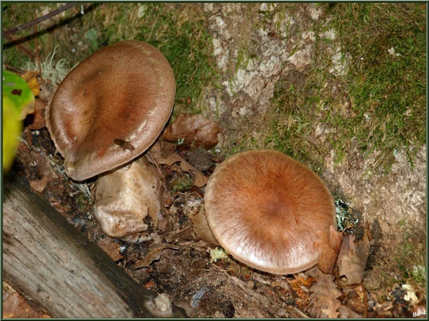 Champignons arboricoles, en duo, en forêt sur le Bassin d'Arcachon