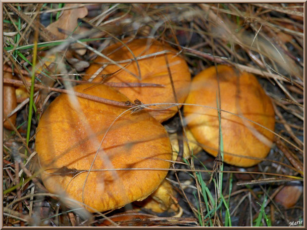 Gymnopiles Remarquables ou Pholiotes Remarquables en forêt sur le Bassin d'Arcachon