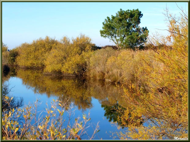 Reflets dans un réservoir, Sentier du Littoral, secteur Moulin de Cantarrane, Bassin d'Arcachon