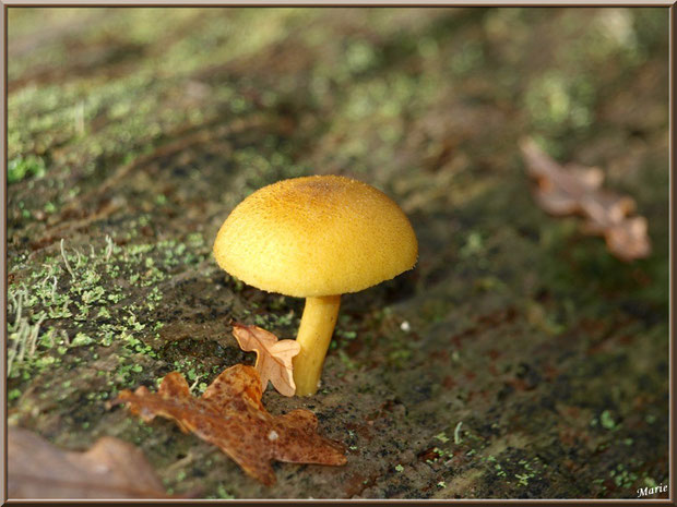 Plutée en forêt sur le Bassin d'Arcachon