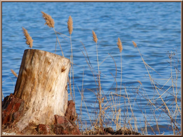 En bordure du Lac de Cazaux (Commune de La Teste de Buch), Bassin d'Arcachon (33)