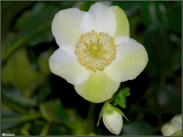Hellébore ou Rose de Noël au jardin