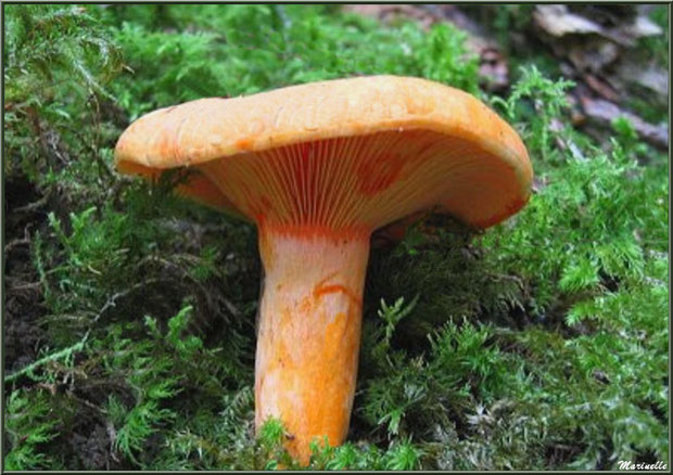 Lactaire Délicie sur lit moussu en forêt sur le Bassin d'Arcachon