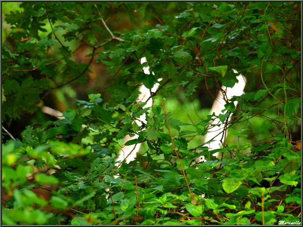 Derrière les arbres... les arbres, en bordure de La Leyre, Sentier du Littoral au lieu-dit Lamothe, Le Teich, Bassin d'Arcachon (33)