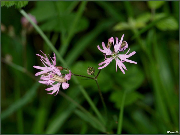 Lychnis Fleur de Coucou ou Œillet des Prés, flore sur le Bassin d'Arcachon (33) 