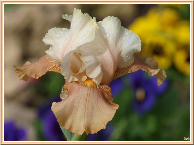 iris beige et or après ondée
