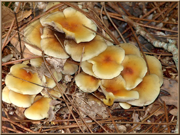 Hypholomes en Touffe épanouis sur tapis d'aiguilles de pin et feuilles de chêne en forêt sur le Bassin d'Arcachon