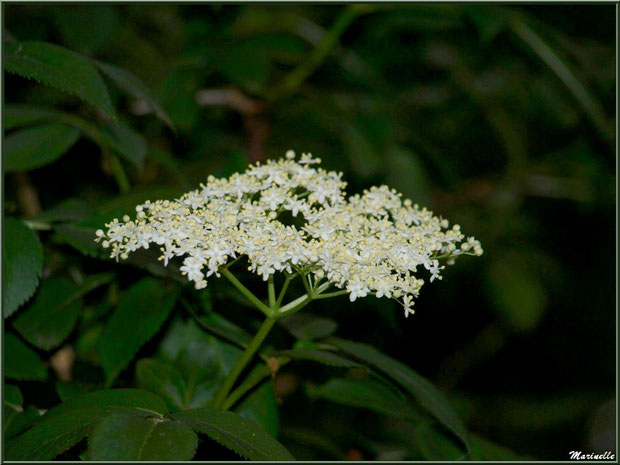Sureau Noir en fleurs, flore Bassin d'Arcachon (33)