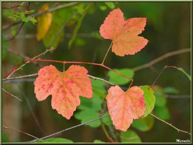 Guirlande de feuilles d'automne en bordure de La Leyre, Sentier du Littotal au lieu-dit Lamothe, Le Teich, Bassin d'Arcachon (33)