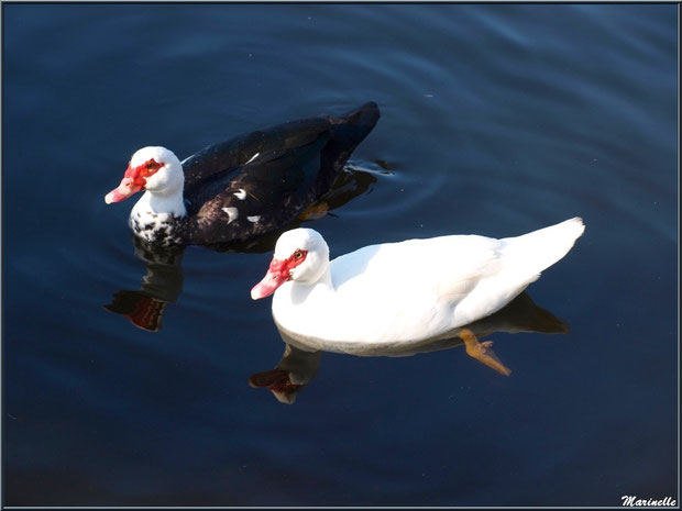 Canard de Barbarie et canard blanc en duo dans le bassin à l'entrée du Parc de la Chêneraie à Gujan-Mestras (Bassin d'Arcachon)