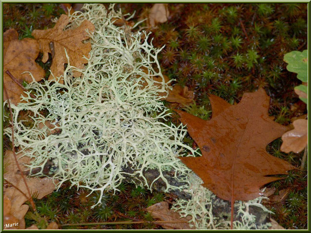 Mousse des Chênes ou Evernia Prunastri sur fond de feuilles de chêne automnales et mousse en forêt sur le Bassin d'Arcachon