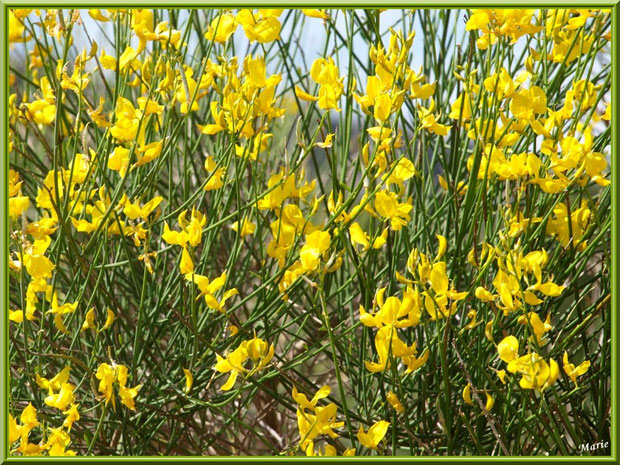 Genêt en fleurs dans la campagne autour du village d'Eygalières dans les Alpilles (Bouches du Rhône)