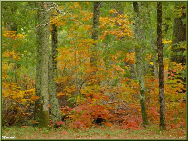 Chênes et sous-bois en début de période automnale, forêt sur le Bassin d'Arcachon (33)