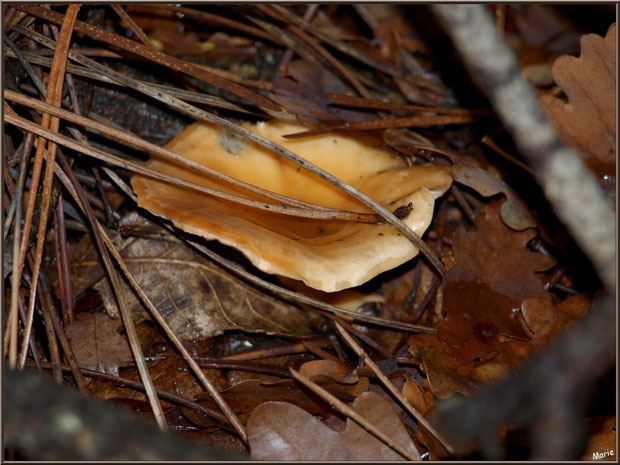 Lactaire Odorant en forêt sur le Bassin d'Arcachon