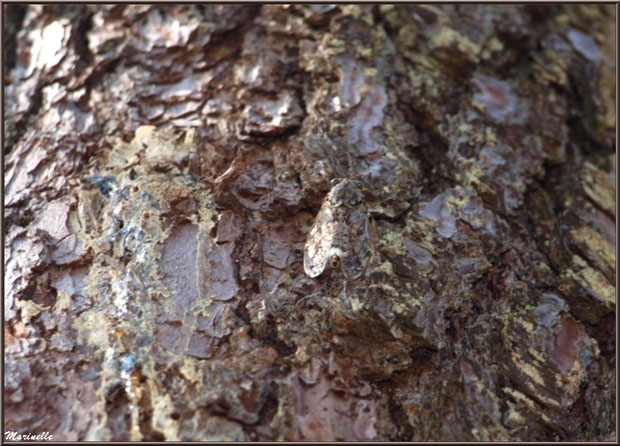 Cigale en tenue de camouflage sur le tronc d'un pin, en forêt sur le Bassin d'Arcachon (33)