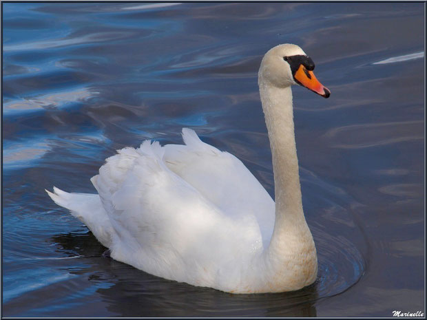 Cygne majestueux dans les anciens réservoirs à poissons, Sentier du Littoral, Bassin d'Arcachon (33)