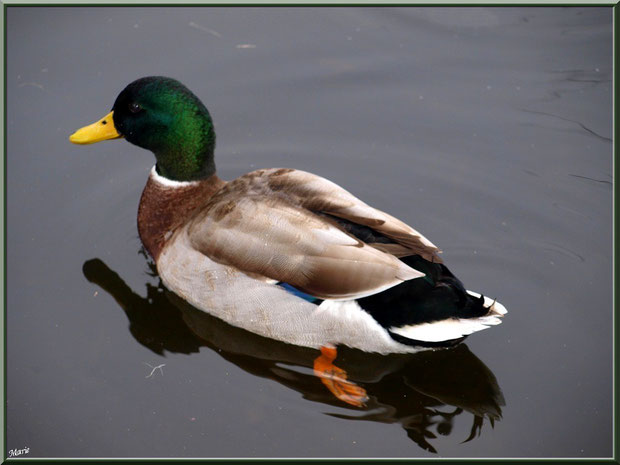 Canard Colvert dans le bassin à l'entrée du Parc de la Chêneraie à Gujan-Mestras (Bassin d'Arcachon)