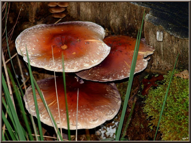 Hypholomes Couleur de Brique en forêt sur le Bassin d'Arcachon