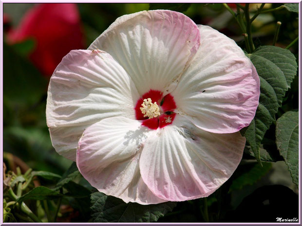 Hibiscus moscheutos rose et blanc à coeur rouge (hibiscus géant)