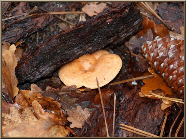 Lactaire Sanguin en forêt sur le Bassin d'Arcachon