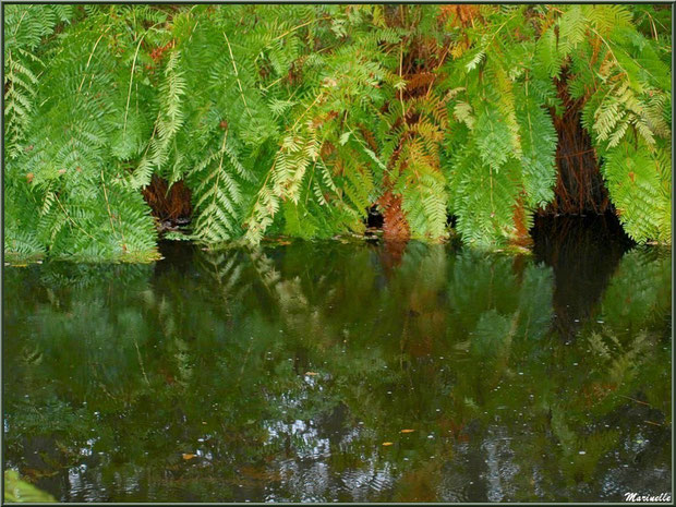 Fougères automnales et reflets sur le Canal des Landes au Parc de la Chêneraie à Gujan-Mestras (Bassin d'Arcachon)