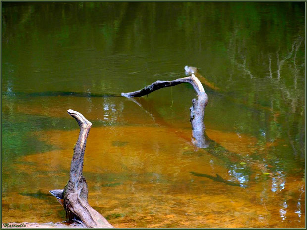 Bois et reflets en début d'automne, en bordure de La Leyre, Sentier du Littoral au lieu-dit Lamothe, Le Teich, Bassin d'Arcachon (33) 