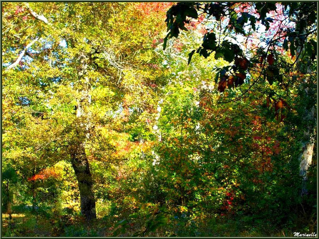 Sous-bois de Chênes et Liquidambars (ou Copalmes d'Amérique) en période automnale, forêt sur le Bassin d'Arcachon (33) 