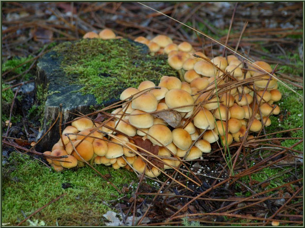 Hypholomes en Touffe en colonie en forêt sur le Bassin d'Arcachon